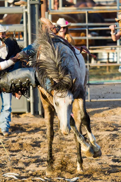 Rodeo Ordförande — Stockfoto