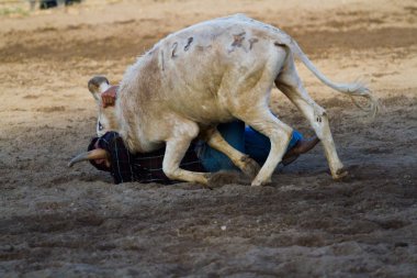 Rodeo