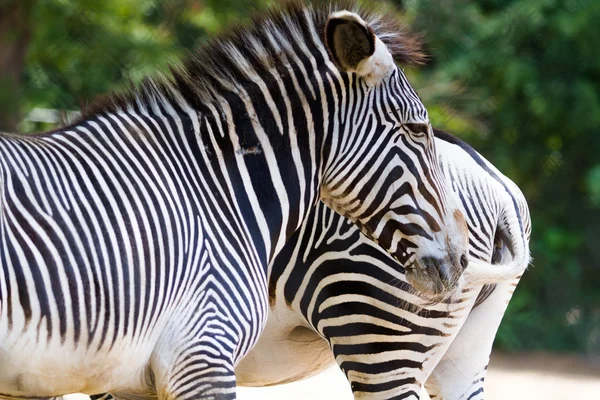 Zebror — Stockfoto