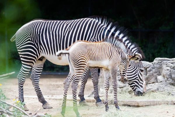 Zebras — Stockfoto