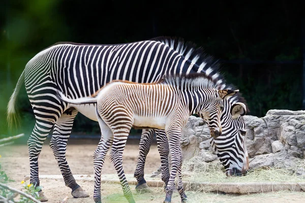 Zebras — Stockfoto