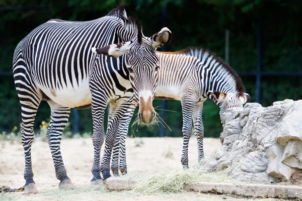 Zebras — Stockfoto