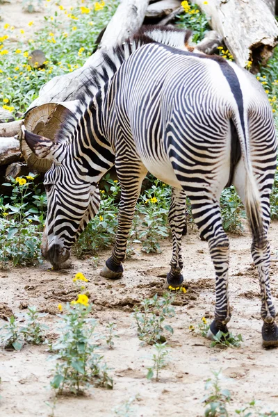 Zebras — Stockfoto