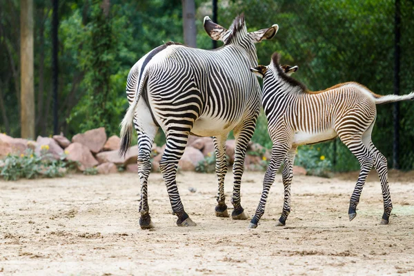 Zebras — Stock Photo, Image