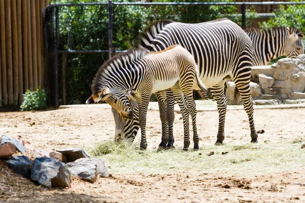 Zebras — Fotografia de Stock