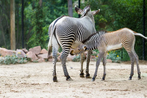 Zebras — Stockfoto