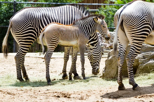 Zebras — Stockfoto