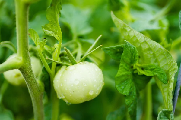 Gemeinschaftsgarten — Stockfoto