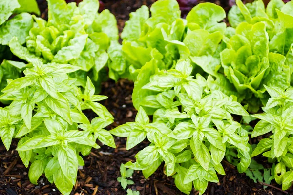 Community garden — Stock Photo, Image