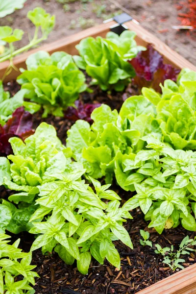 Community garden — Stock Photo, Image