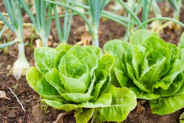 Gemeinschaftsgarten — Stockfoto