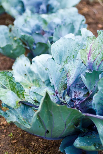 Community garden — Stock Photo, Image