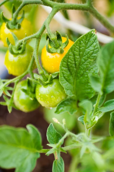 Gemeinschaftsgarten — Stockfoto