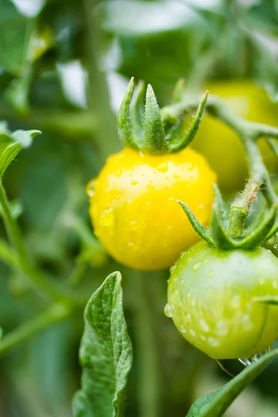 Gemeinschaftsgarten — Stockfoto