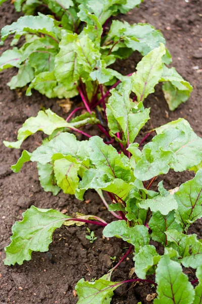 Community garden — Stock Photo, Image