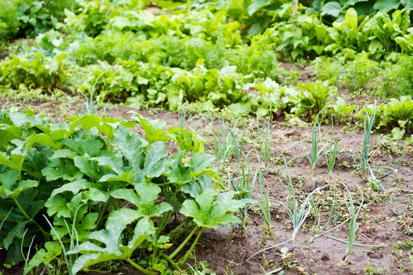 Giardino comunitario — Foto Stock