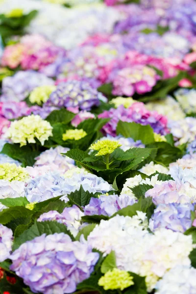 Hydrangea — Stock Photo, Image