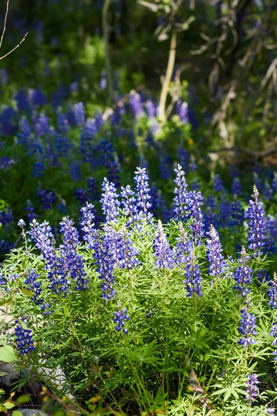 Lupins — Stok fotoğraf