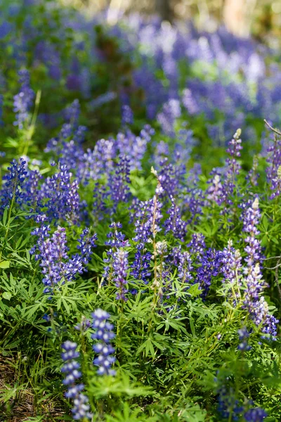 Lupins — Stok fotoğraf