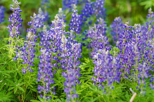 Lupins — Stok fotoğraf