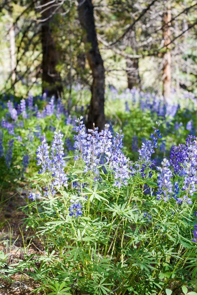 Lupiner — Stockfoto