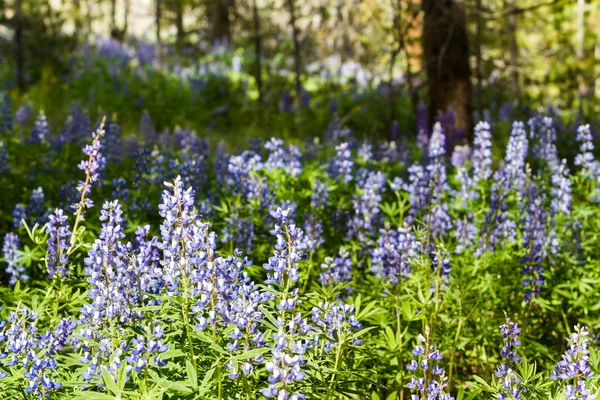 Lupins — Stok fotoğraf