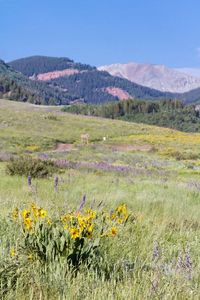 Wildflowers — Stock Photo, Image