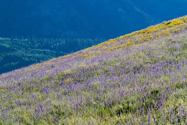 Wildflowers — Stock Photo, Image