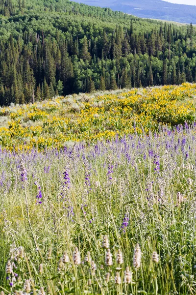 Wildflowers — Stock Photo, Image