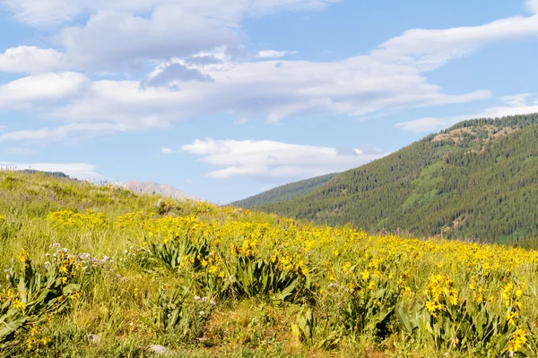 Wildflowers — Stock Photo, Image