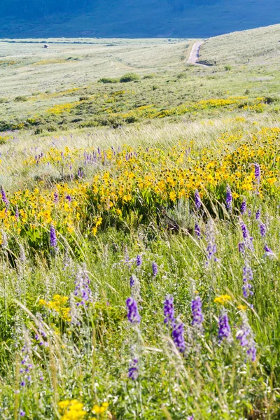 Blommor — Stockfoto