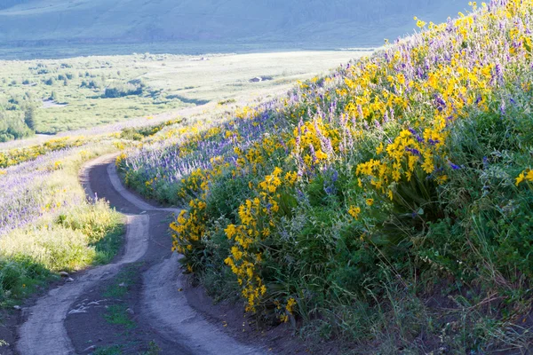 Wildflowers — Stock Photo, Image