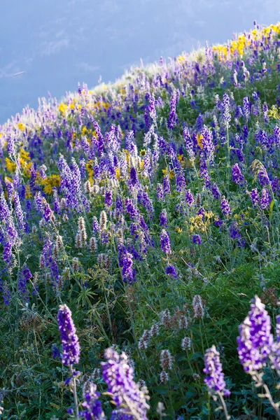 Blommor — Stockfoto