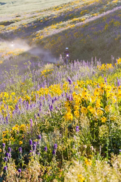 Wildflowers — Stock Photo, Image