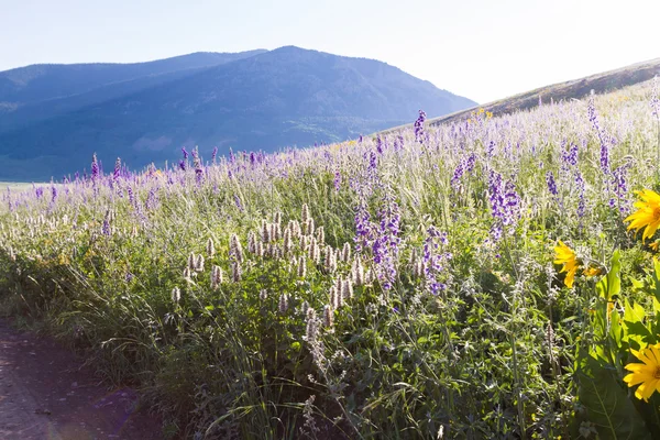 Wildflowers — Stock Photo, Image