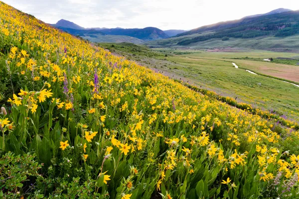 Wildflowers — Stock Photo, Image