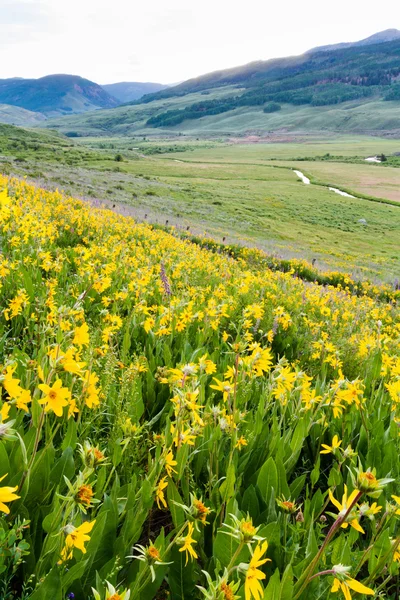 Blommor — Stockfoto