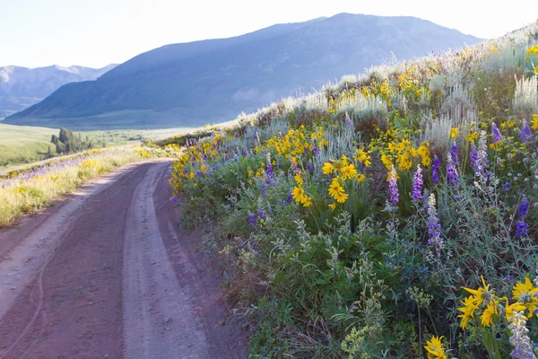 Wildflowers — Stock Photo, Image