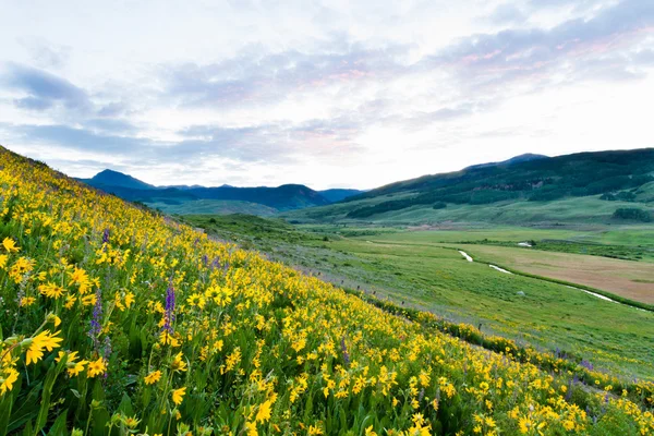 Fiori di campo — Foto Stock