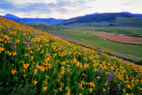 Wildflowers — Stock Photo, Image