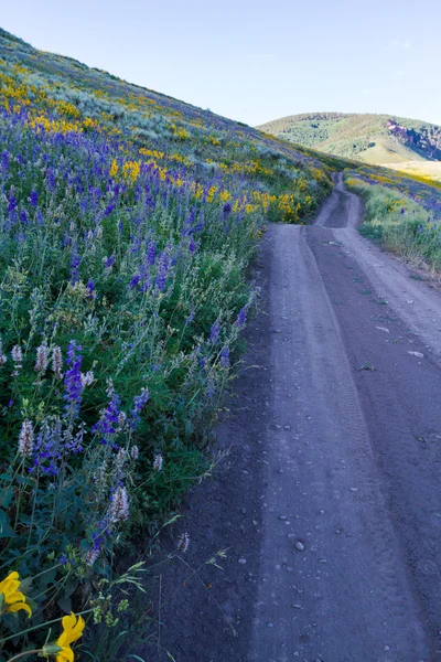 Wildflowers — Stock Photo, Image