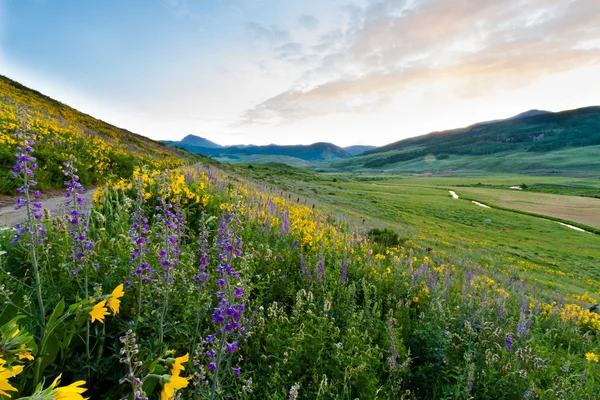 Wildflowers — Stock Photo, Image