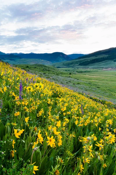 Wildflowers — Stock Photo, Image