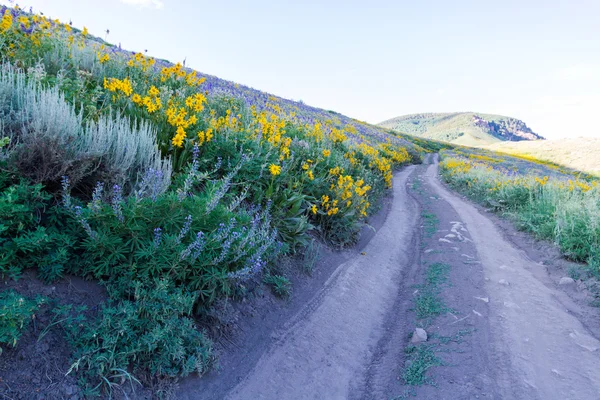 Wildflowers — Stock Photo, Image