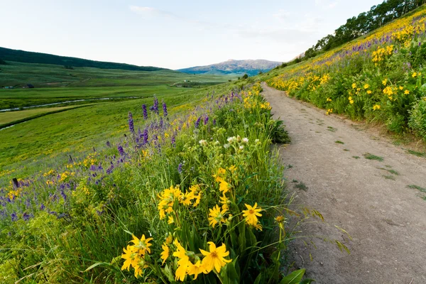 Wildflowers — Stock Photo, Image