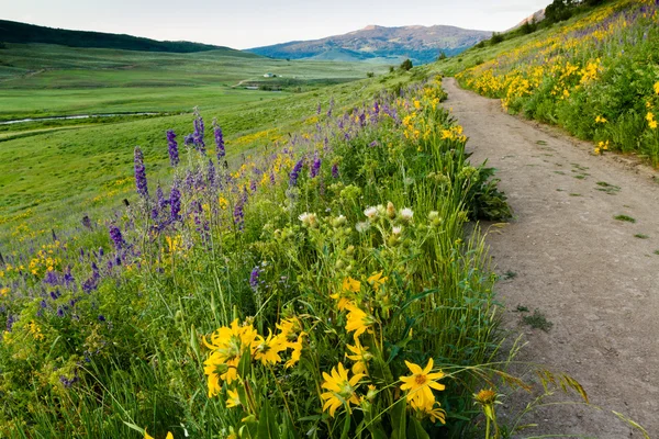 Wildflowers — Stock Photo, Image