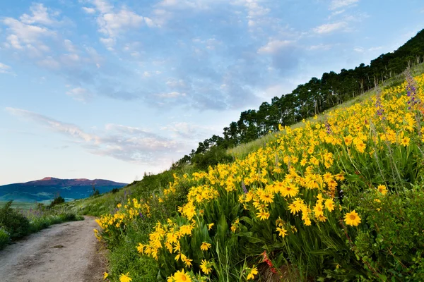 Wildflowers — Stock Photo, Image