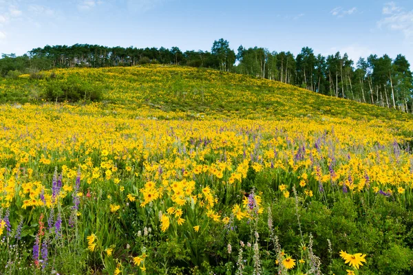 Wildflowers — Stock Photo, Image