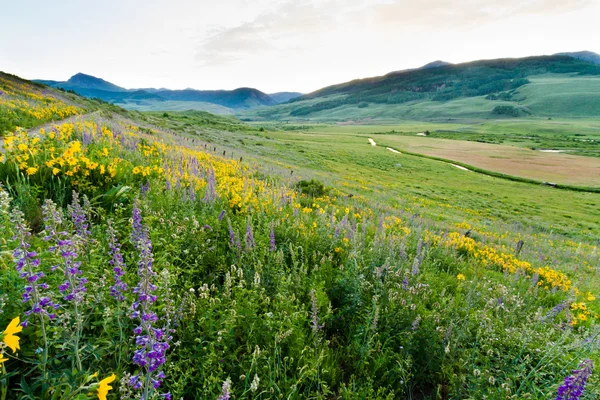 Wildflowers — Stock Photo, Image