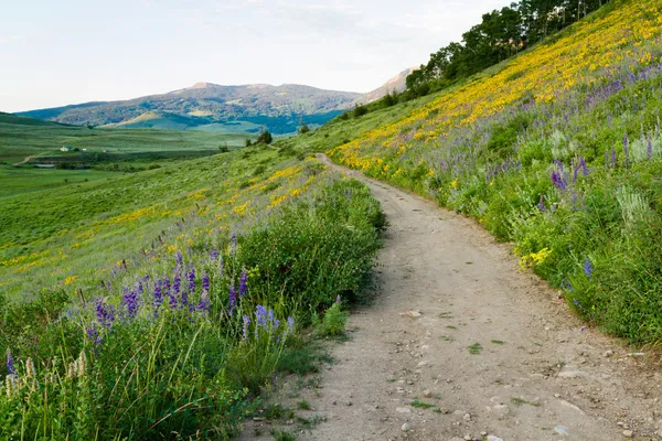 Wildflowers — Stock Photo, Image